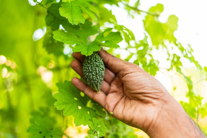 Pode incluir: Um pequeno mel&atilde;o-de-s&atilde;o-caetano verde e irregular pendurado numa videira com folhas largas e lobadas. O vegetal tem uma superf&iacute;cie verrugosa com uma textura distinta e uma forma oblonga e c&oacute;nica da esp&eacute;cie Momordica charantia.