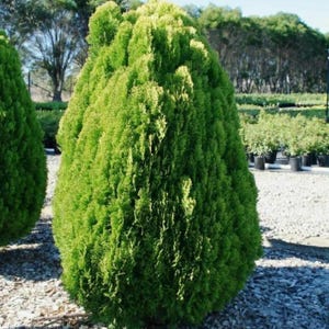 50-100 Samen der Orientalischen Lebensbaumart Thuja orientalis, Platycladus orientalis, Chinesischer Lebensbaum, Orientalische Thuja, Nadelbaumsamen Bild 6