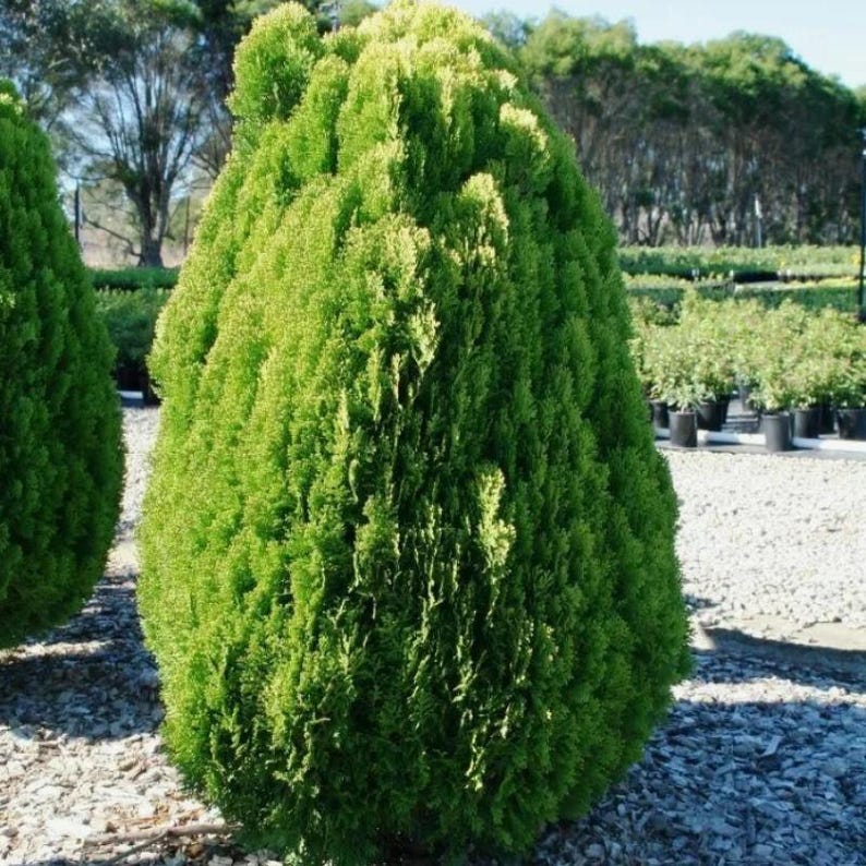 50-100 Samen der Orientalischen Lebensbaumart Thuja orientalis, Platycladus orientalis, Chinesischer Lebensbaum, Orientalische Thuja, Nadelbaumsamen Bild 6