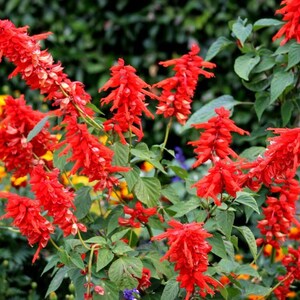 Pu&ograve; includere: Un gruppo di fiori di salvia rosso brillante con infiorescenze allungate a forma di spiga e foglie verdi. La pianta presenta diversi steli eretti coperti da densi fiori tubolari rossi, creando un contrasto luminoso con il fogliame.