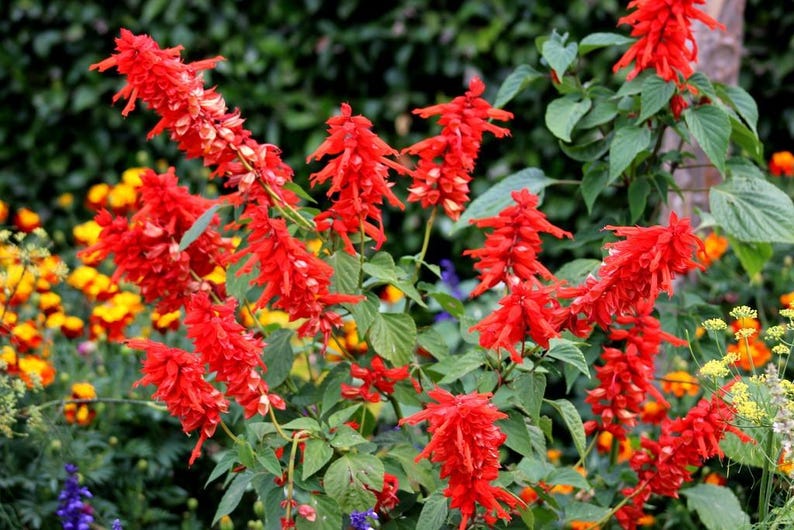 Pu&ograve; includere: Un gruppo di fiori di salvia rosso brillante con infiorescenze allungate a forma di spiga e foglie verdi. La pianta presenta diversi steli eretti coperti da densi fiori tubolari rossi, creando un contrasto luminoso con il fogliame.