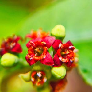 以下が含まれることがあります： 5枚の花びらを持つ鮮やかな赤色の小さな花が房状に集まっており、中心部は黄色く、花びらの縁は白くなっています。淡い緑色の未開花のつぼみが、緑色の背景の中で赤い花々の間に点在しています。