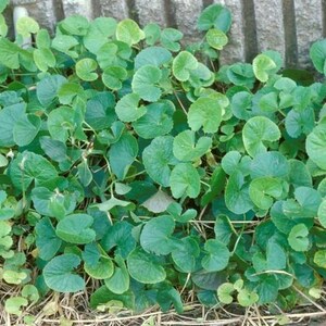 Puede incluir: Un grupo denso de plantas de bajo crecimiento que presenta numerosas hojas peque&ntilde;as, redondeadas y con forma de ri&ntilde;&oacute;n de color verde con bordes lisos. El follaje muestra tonos variados de verde vibrante y verde amarillento.