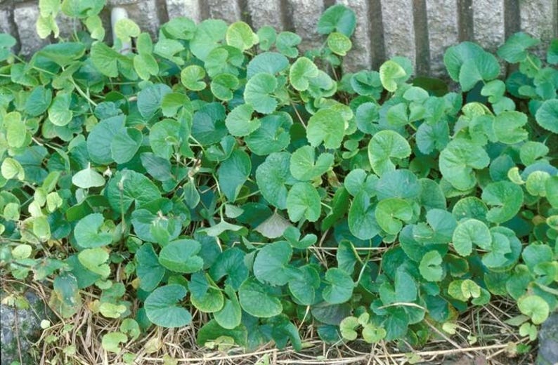 Puede incluir: Un grupo denso de plantas de bajo crecimiento que presenta numerosas hojas peque&ntilde;as, redondeadas y con forma de ri&ntilde;&oacute;n de color verde con bordes lisos. El follaje muestra tonos variados de verde vibrante y verde amarillento.