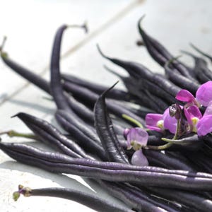10-30 Purple Pod Bean Seeds, Phaseolus vulgaris, Fiery Violet Pods, Purple French Beans image 2