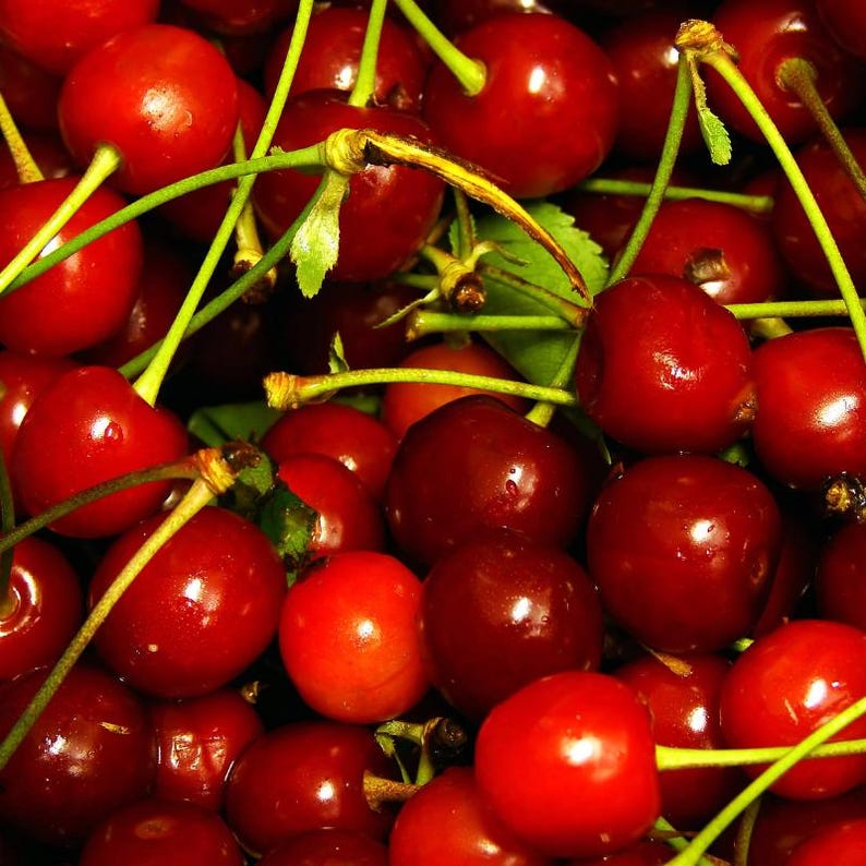 Más de 20 semillas de cereza dulce del Himalaya, Prunus avium, cerezo silvestre. imagen 9