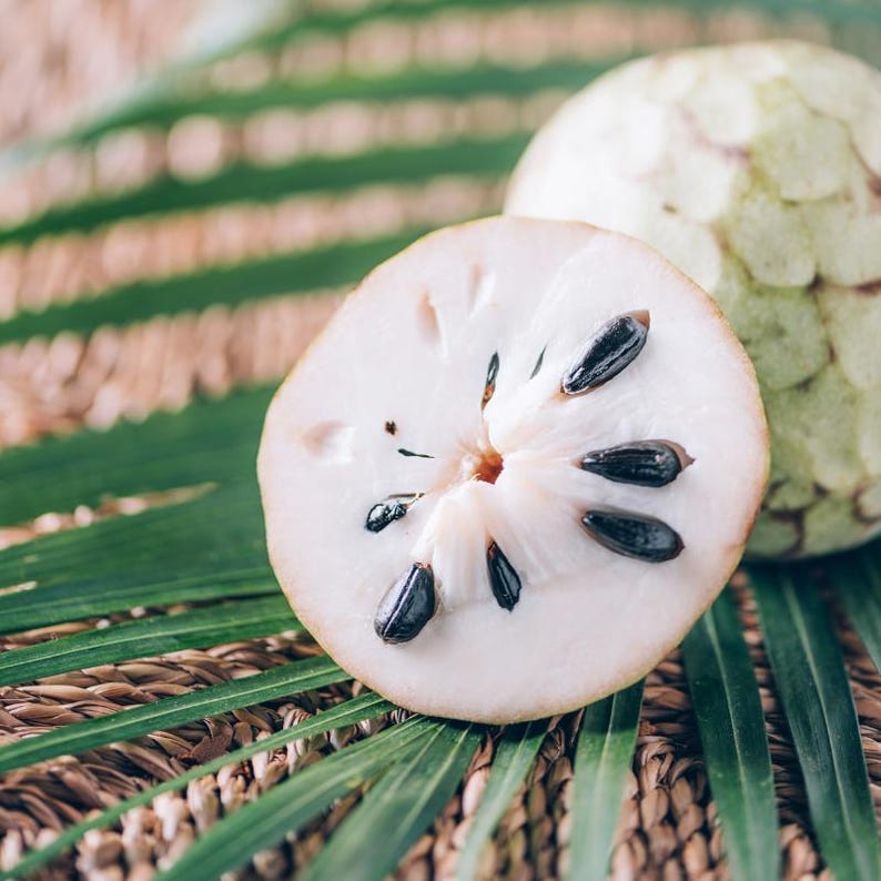 5 à 10 graines de corossol, Annona muricata, Graviola, Guanabana, pawpaw brésilien, graines d'arbre fruitier tropical image 3