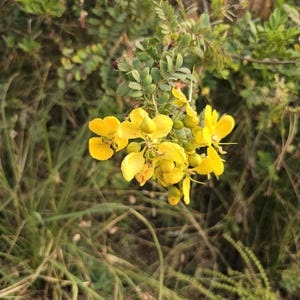 30-60 Tanner's Cassia Seeds, Senna Auriculata, Avaram Senna, Avaram, Yellow Flowering Shrub, Tropical Seeds image 10
