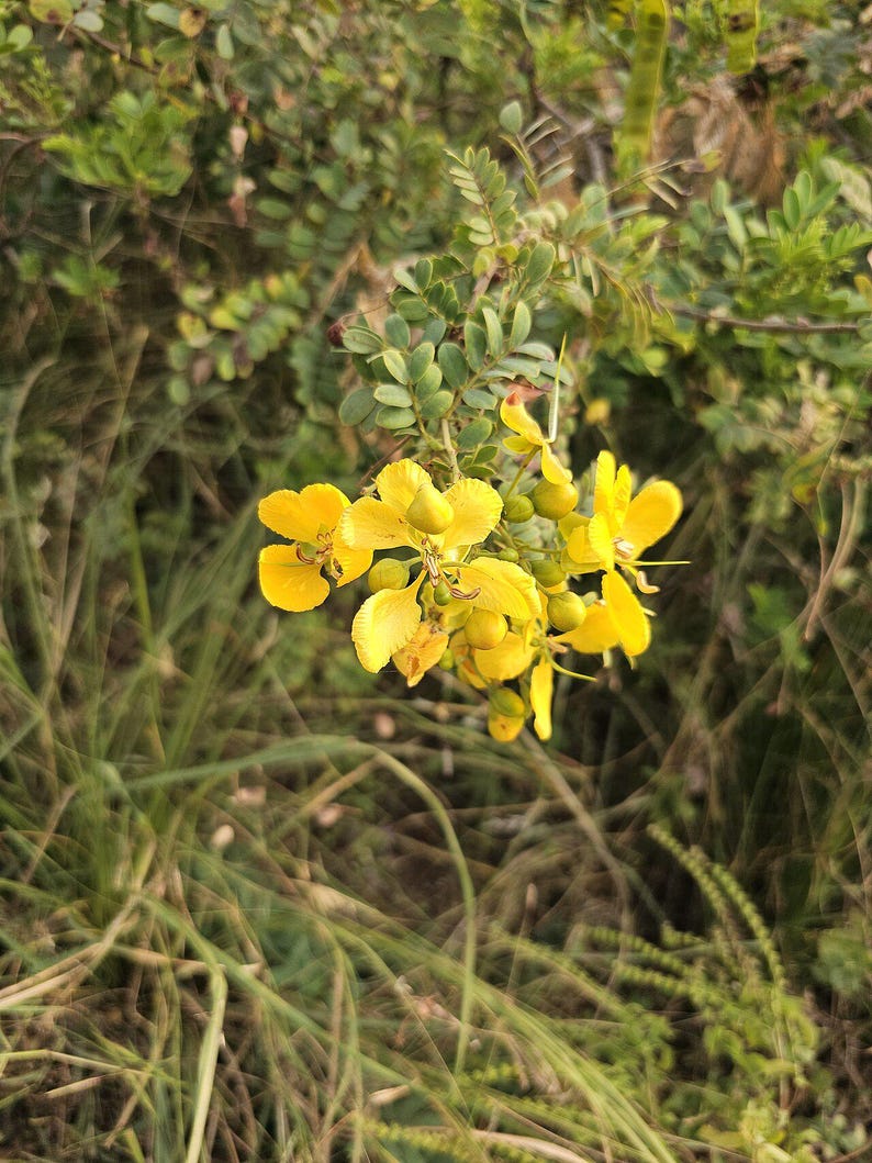 30-60 Tanner's Cassia Seeds, Senna Auriculata, Avaram Senna, Avaram, Yellow Flowering Shrub, Tropical Seeds image 10
