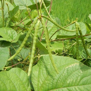 Puede incluir: Un racimo de vainas de frijol mungo largas, delgadas y de color verde claro que cuelgan de una planta con hojas verdes anchas y texturizadas. Las vainas son cil&iacute;ndricas y lisas, creciendo en peque&ntilde;os grupos entre el follaje, mostrando la etapa de crecimiento natural.