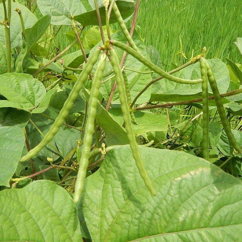 Puede incluir: Un racimo de vainas de frijol mungo largas, delgadas y de color verde claro que cuelgan de una planta con hojas verdes anchas y texturizadas. Las vainas son cil&iacute;ndricas y lisas, creciendo en peque&ntilde;os grupos entre el follaje, mostrando la etapa de crecimiento natural.