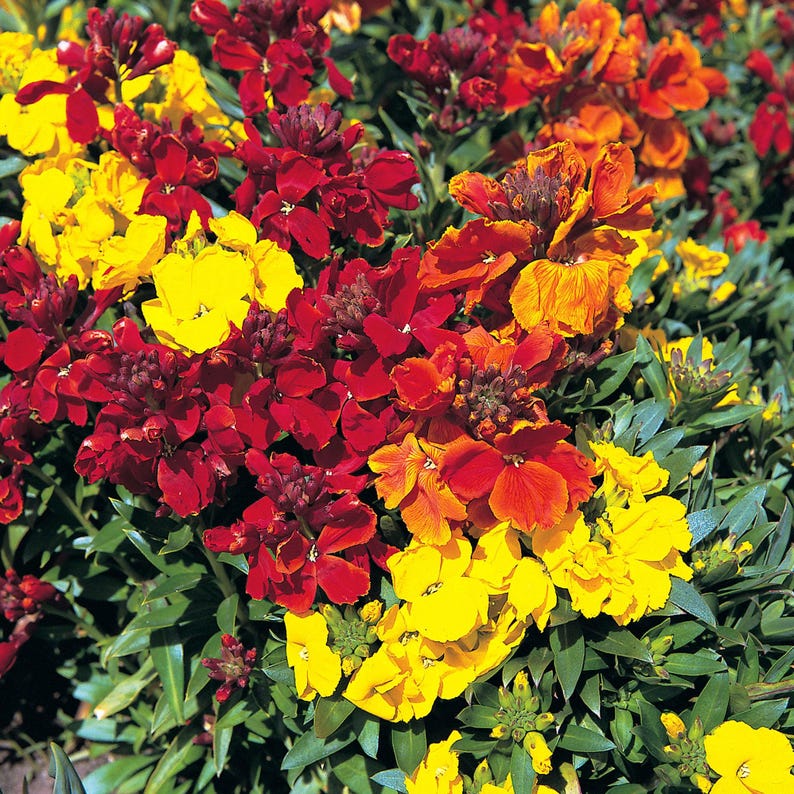 May include: A dense cluster of wallflower blossoms featuring a vibrant mix of bright yellow, deep red, and burnt orange petals. The flowers are tightly packed together, interspersed with dark green, lance-shaped leaves throughout the plant.