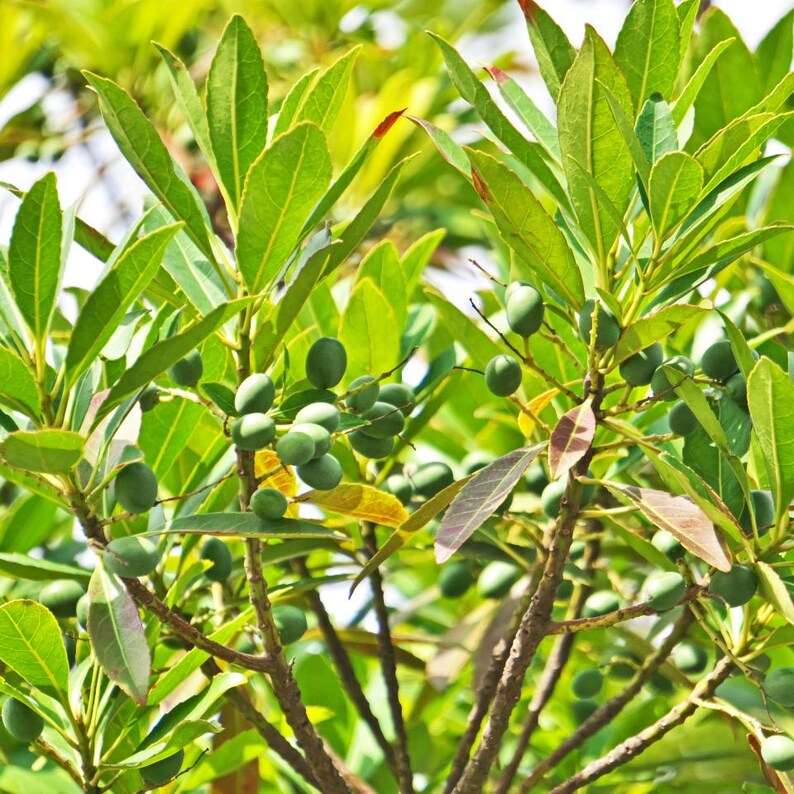 5-10 Semillas de Elaeocarpus Ganitrus, Semillas de árboles Rudraksha, Elaeocarpus sphaericus imagen 7