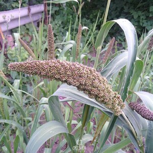 100-500 Kolbenhirse-Samen, Setaria italica, Italienische Hirse, Indische Hirse Bild 5