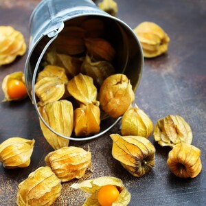 Más de 30 semillas de uchuva, Physalis peruviana, grosella del Cabo, fruto amarillo imagen 2