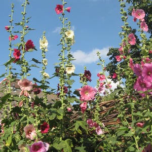 Plus de 50 graines de roses trémières naines (Alcea rosea), mélange de roses trémières, fleurs multicolores, jardin champêtre image 3