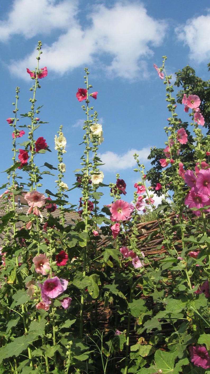 Plus de 50 graines de roses trémières naines (Alcea rosea), mélange de roses trémières, fleurs multicolores, jardin champêtre image 3