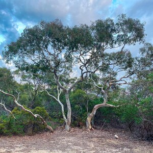 200+ River Red Gum Seeds, Eucalyptus camaldulensis, Shade Tree image 3
