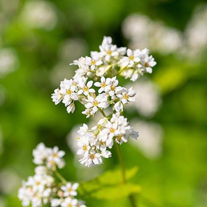 May include: A cluster of small white buckwheat flowers with five petals each and yellow centers, arranged in delicate branching stems. The blossoms are densely packed, showcasing a bright white color against a soft, out-of-focus green background.