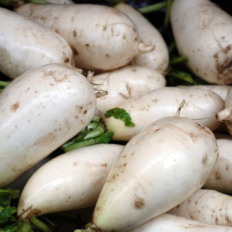 Oltre 100 semi di ravanello bianco (ravanello daikon), Raphanus sativus, Crucifere immagine 8