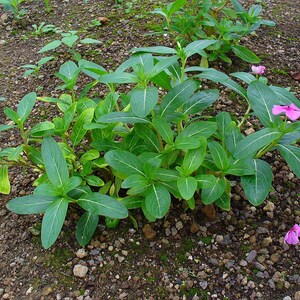 Pu&ograve; includere: Una pianta bassa con foglie verdi ovali e lucide caratterizzate da venature centrali bianche. La pianta presenta piccoli fiori rosa a cinque petali con centro giallo, alcuni attaccati ai fusti e uno poggiato sul terreno ghiaioso.