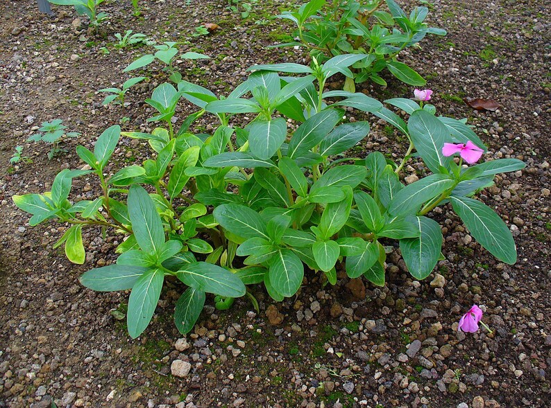 Pu&ograve; includere: Una pianta bassa con foglie verdi ovali e lucide caratterizzate da venature centrali bianche. La pianta presenta piccoli fiori rosa a cinque petali con centro giallo, alcuni attaccati ai fusti e uno poggiato sul terreno ghiaioso.