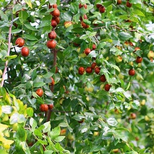 K&ouml;nnte beinhalten: Ein &uuml;ppiger Jujubenbaumzweig, behangen mit zahlreichen kleinen, runden Fr&uuml;chten in verschiedenen Reifestadien, die von leuchtendem Gr&uuml;n bis zu tiefem Rotbraun reichen. Der Baum hat dichtes, gl&auml;nzend gr&uuml;nes Laub mit ovalen Bl&auml;ttern.