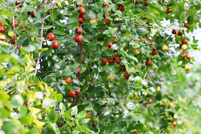 K&ouml;nnte beinhalten: Ein &uuml;ppiger Jujubenbaumzweig, behangen mit zahlreichen kleinen, runden Fr&uuml;chten in verschiedenen Reifestadien, die von leuchtendem Gr&uuml;n bis zu tiefem Rotbraun reichen. Der Baum hat dichtes, gl&auml;nzend gr&uuml;nes Laub mit ovalen Bl&auml;ttern.