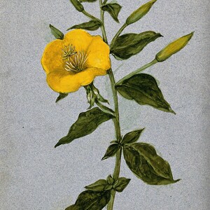 Über 100 Nachtkerzensamen (Oenothera) Bild 5