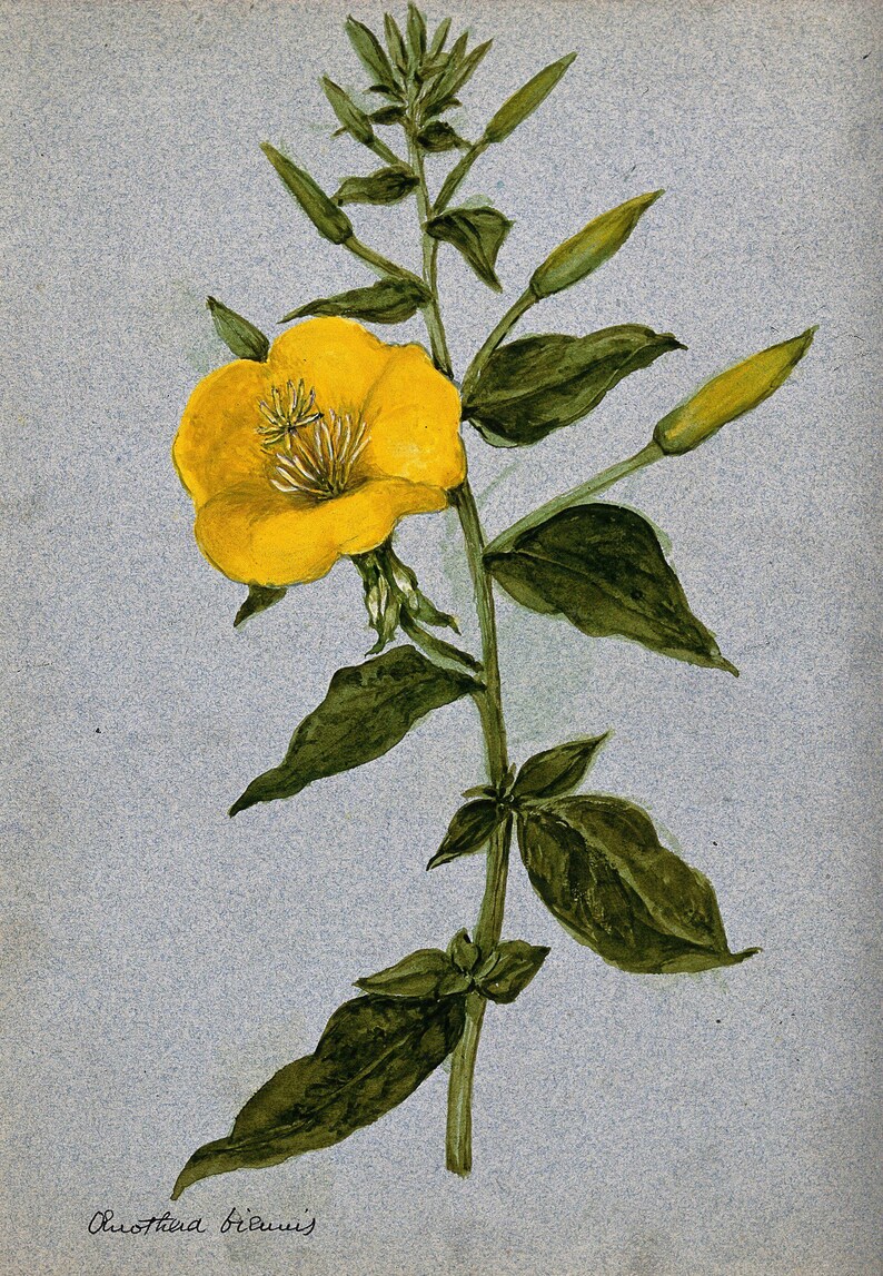 Über 100 Nachtkerzensamen (Oenothera) Bild 5