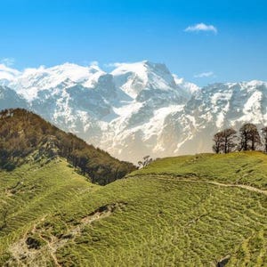 May include: A landscape view featuring rolling green hills covered in grass and scattered trees in the foreground, leading up to a massive, jagged mountain range with snow-capped peaks under a clear, bright blue sky with light clouds.