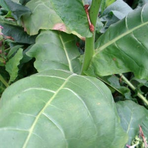 50-300 türkische Tabaksamen, Nicotiana tabacum Bild 5