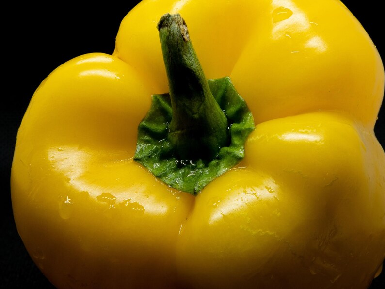 Puede incluir: Un pimiento amarillo brillante con una piel lisa y lustrosa y un tallo verde vibrante en la parte superior. La verdura presenta l&oacute;bulos redondeados y un aspecto firme y fresco, mostrando un color amarillo intenso sobre un fondo oscuro.