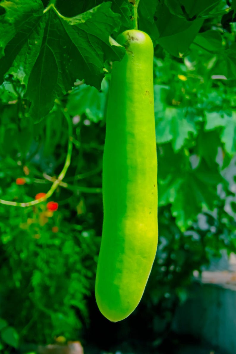Puede incluir: Una calabaza de botella larga y cil&iacute;ndrica de color verde claro que cuelga verticalmente de una enredadera. La hortaliza tiene una piel lisa y firme con una base ligeramente redondeada y una parte superior estrecha unida al tallo, rodeada de hojas verdes.