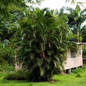 5-10 Chinese Fan Palm Seeds, Livistona chinensis, Fountain Palm image 3