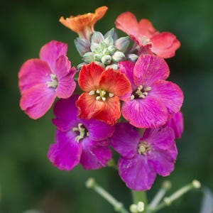 May include: A cluster of wallflower blossoms featuring a vibrant mix of magenta, deep purple, and burnt orange petals. The central blooms are surrounded by smaller, tightly packed buds at the top, all supported by a green stem with thin leaves.