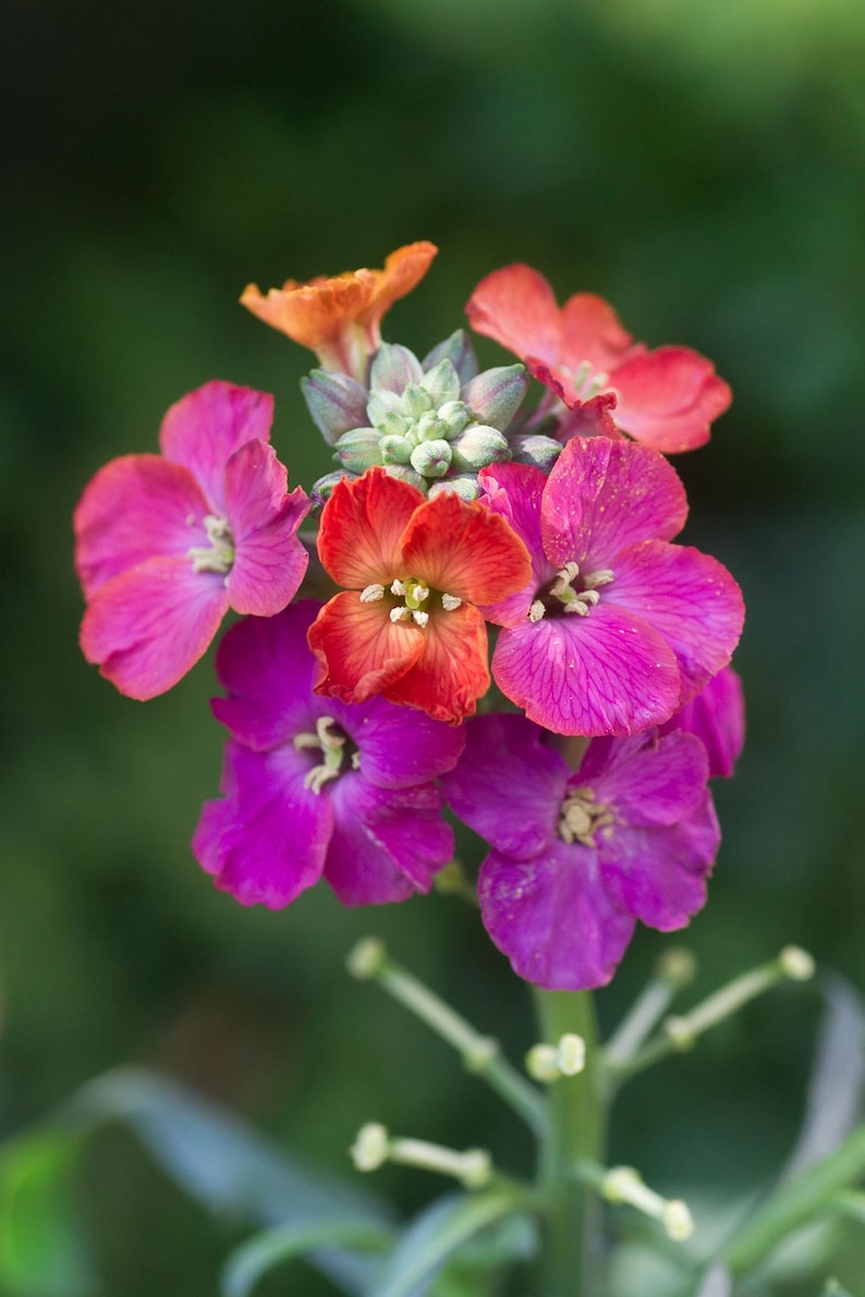May include: A cluster of wallflower blossoms featuring a vibrant mix of magenta, deep purple, and burnt orange petals. The central blooms are surrounded by smaller, tightly packed buds at the top, all supported by a green stem with thin leaves.