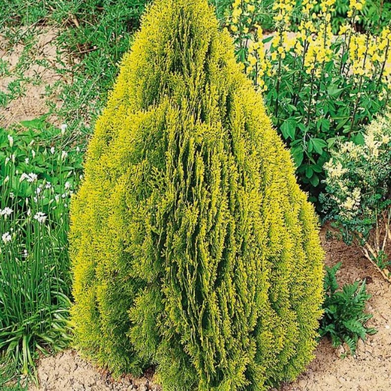 50-100 Samen der Orientalischen Lebensbaumart Thuja orientalis, Platycladus orientalis, Chinesischer Lebensbaum, Orientalische Thuja, Nadelbaumsamen Bild 4
