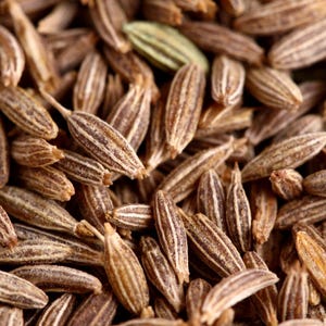500+ Cumin Seeds, Cuminum cyminum, Jeera Spice Herb image 8