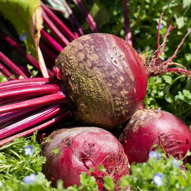Ponad 100 nasion buraka ćwikłowego rubinowego, Beta vulgaris, warzywo korzeniowe zdjęcie 1