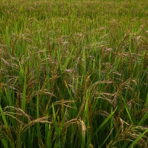 Oltre 300 semi di riso Basmati, Oryza sativa, riso Basmati indiano, riso aromatico immagine 6