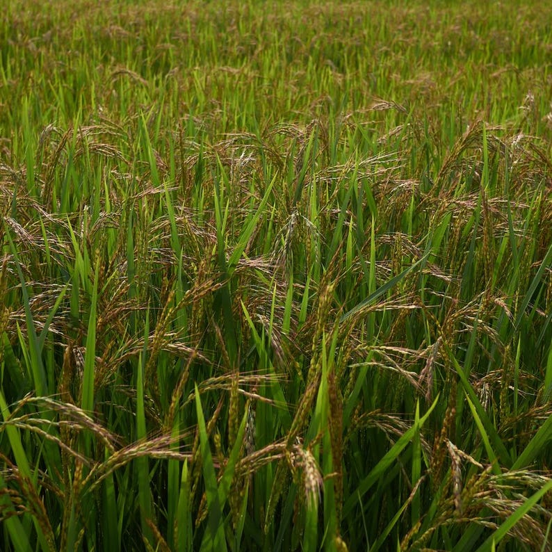 Oltre 300 semi di riso Basmati, Oryza sativa, riso Basmati indiano, riso aromatico immagine 6