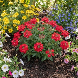 Peut inclure: Un massif de jardin vibrant pr&eacute;sentant un groupe central de fleurs de verveine rouge vif entour&eacute; de parcelles de cor&eacute;opsis jaunes, de petites lob&eacute;lies bleues et de p&eacute;tunias blancs et roses, poussant dans un sol sombre et riche.