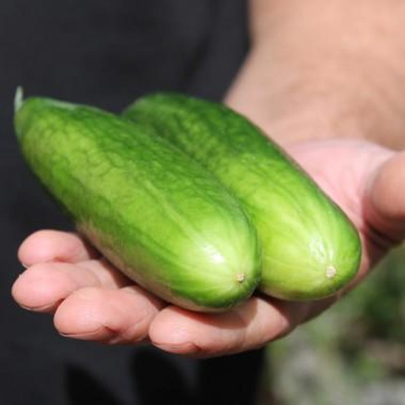 Puede incluir: Dos pepinos frescos de color verde vibrante con una piel texturizada y rugosa. Los pepinos tienen una forma cil&iacute;ndrica que se estrecha ligeramente en los extremos y muestran un degradado de tonos verde claro a oscuro en sus superficies.