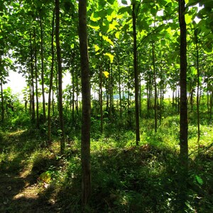 5-10 semi di teak, Tectona Grandis, Sagwan, albero di teak, legno duro tropicale, semi di alberi esotici immagine 6