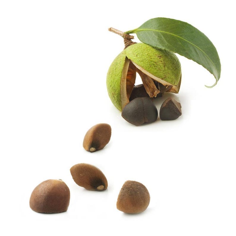 May include: A split green camellia seed pod with a single attached dark green leaf and several dark brown, smooth, rounded seeds scattered below. The pod has a textured, light green outer husk that is partially open, revealing the dark interior.
