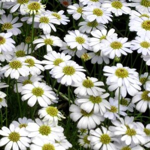 Peut inclure: Un groupe dense de fleurs de marguerites blanches avec des centres jaune vif. Chaque fleur pr&eacute;sente de nombreux p&eacute;tales blancs fins rayonnant &agrave; partir d'un disque central jaune, soutenus par de fines tiges vertes.