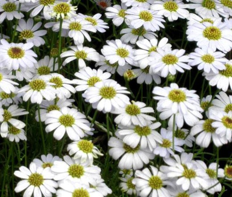 Peut inclure: Un groupe dense de fleurs de marguerites blanches avec des centres jaune vif. Chaque fleur pr&eacute;sente de nombreux p&eacute;tales blancs fins rayonnant &agrave; partir d'un disque central jaune, soutenus par de fines tiges vertes.