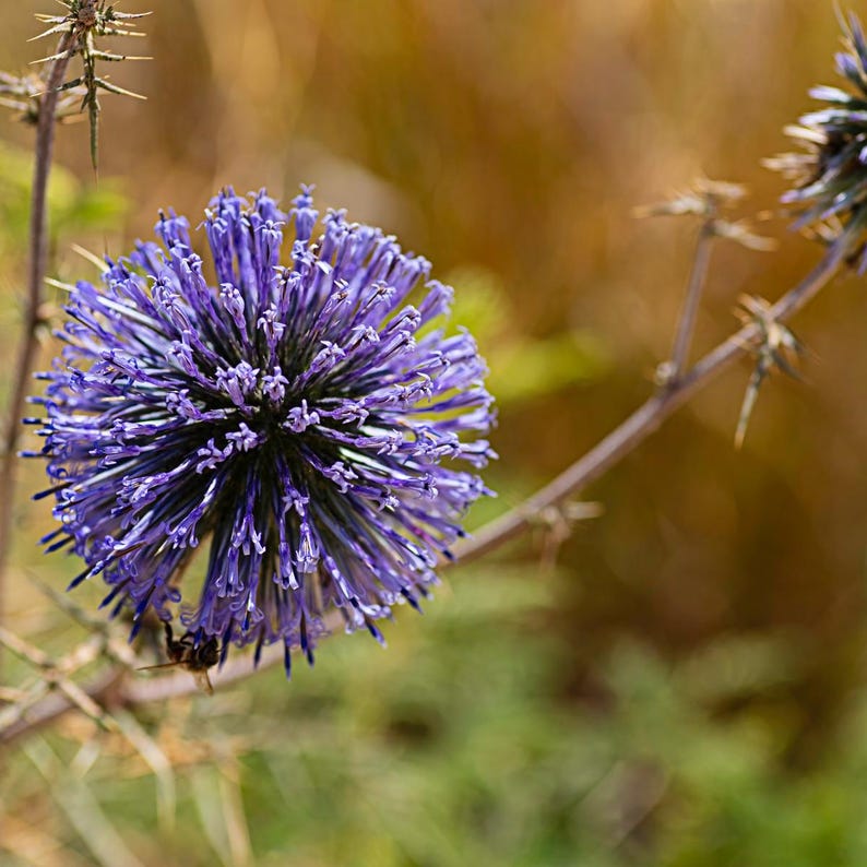 Más de 100 semillas de cardo globo, Echinops sphaerocephalus, flor esférica azul. imagen 9