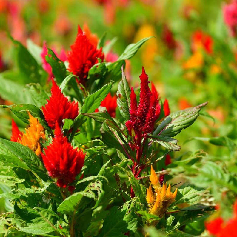 100+ Celosia Plumosa Mieszanych Kolorowych Nasion, Celosia Argentea, Celozja Pióropuszowa zdjęcie 11